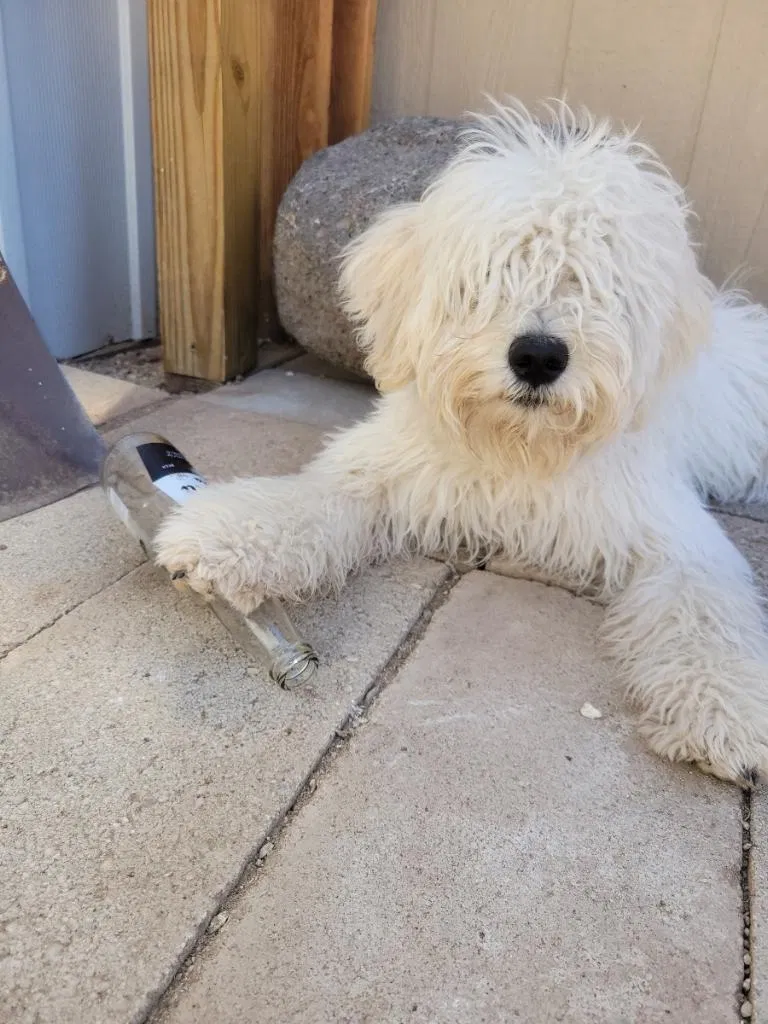 Lost dog in Tucson, AZ, 85711