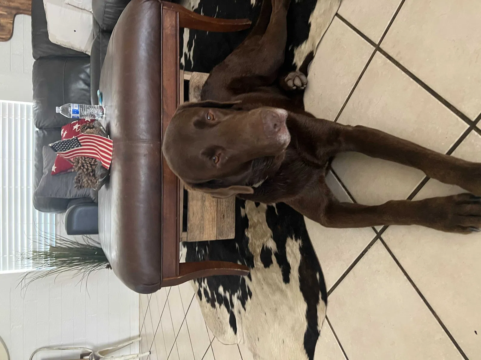 Lost dog in Phoenix, AZ, 85019