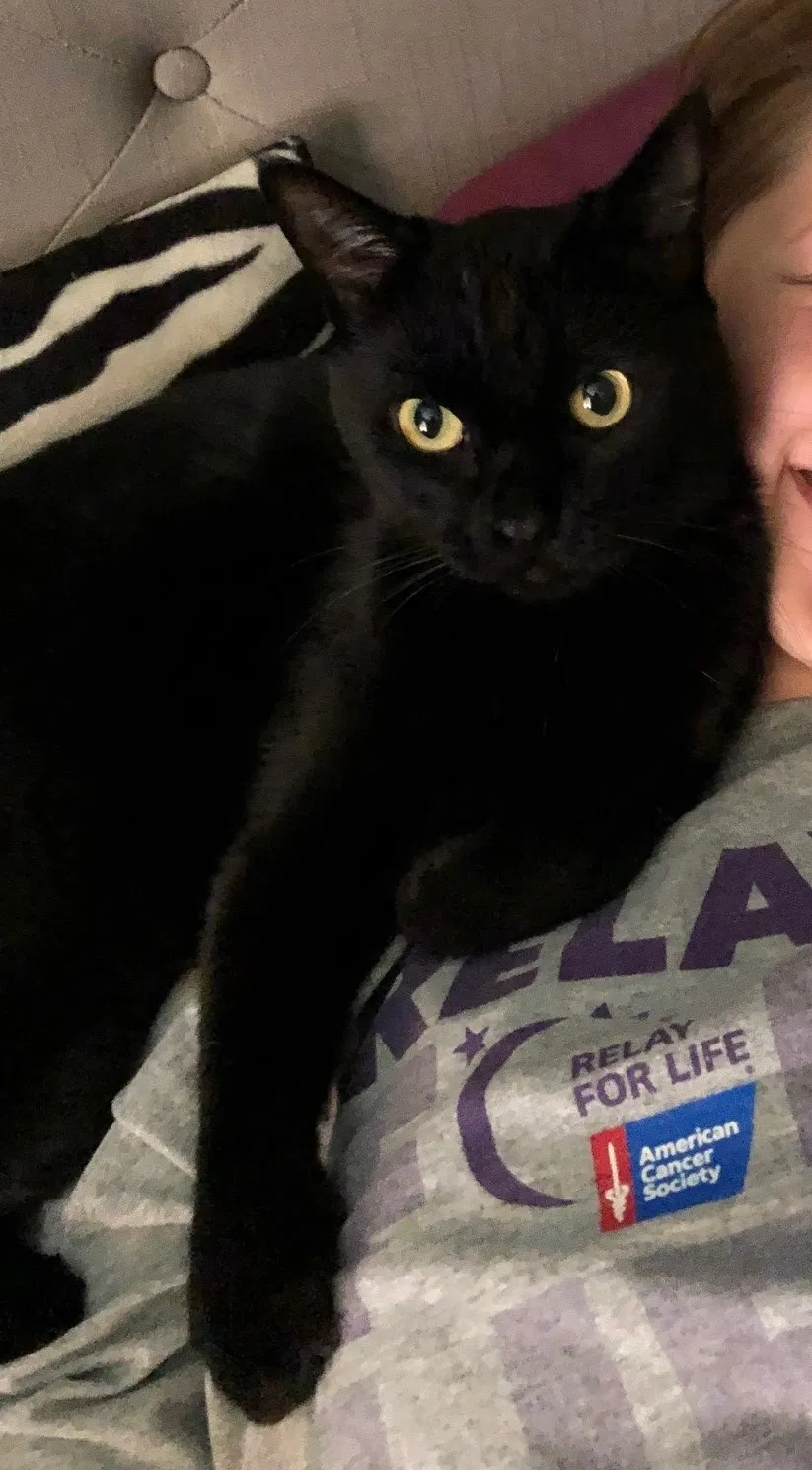 Lost cat in Wichita, KS, 67220