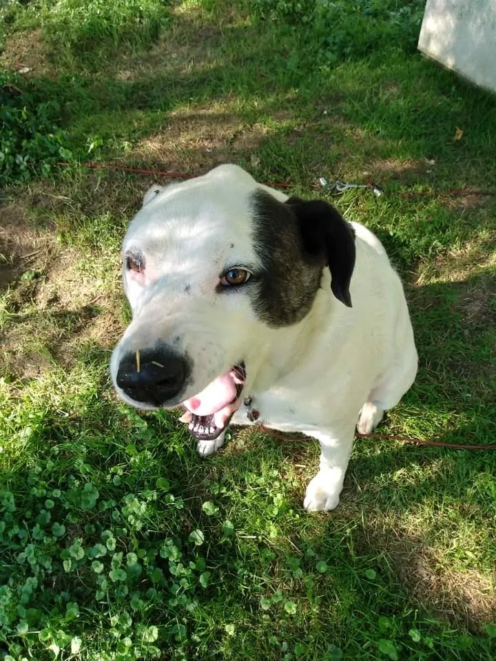 Lost dog in Washington Court House, OH, 43160