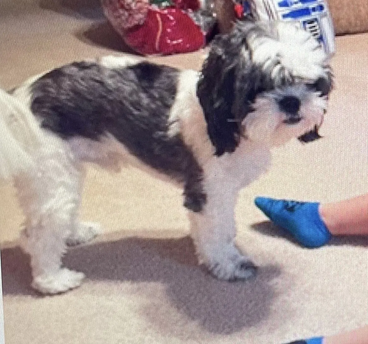 Lost dog in Converse, TX, 78109