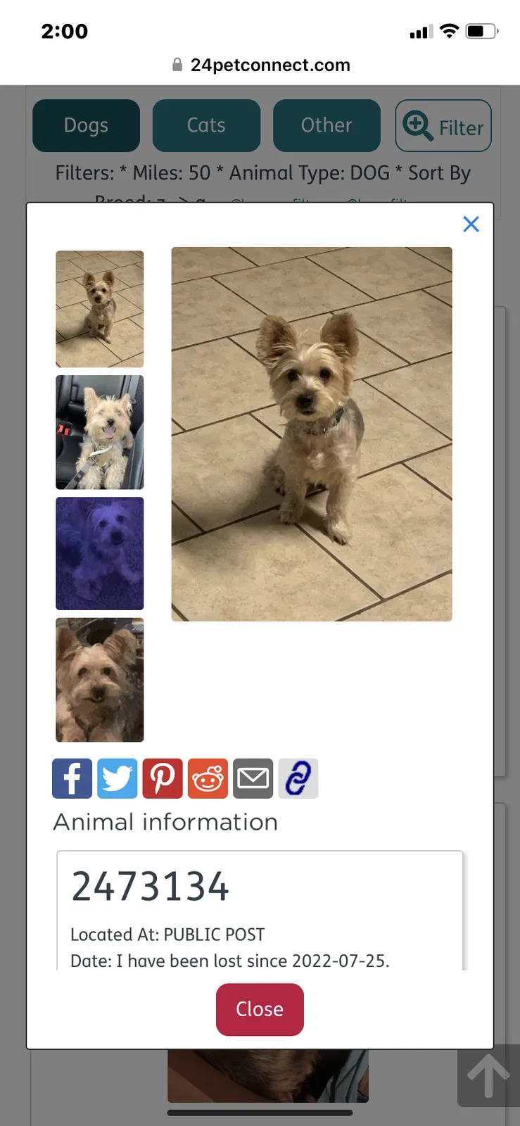 Lost dog in Corpus Christi, TX, 78418