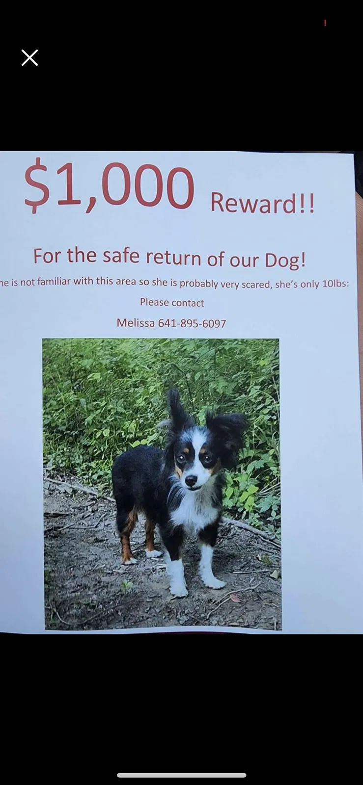Lost dog in Dexter, IA, 50070