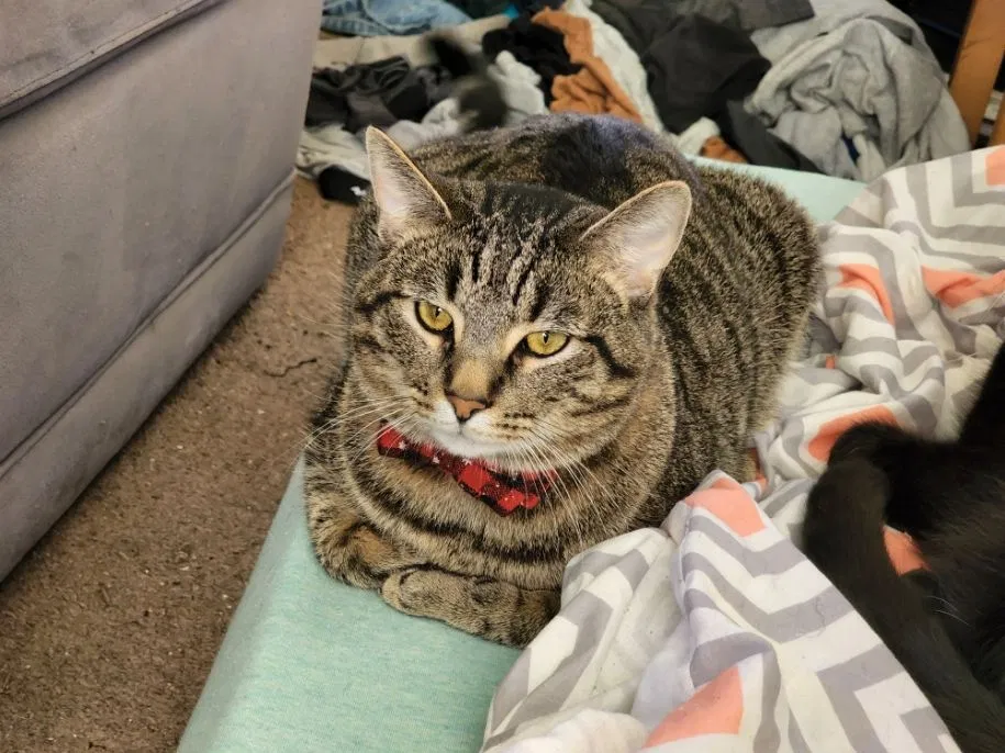 Lost cat in Grove City, OH, 43123