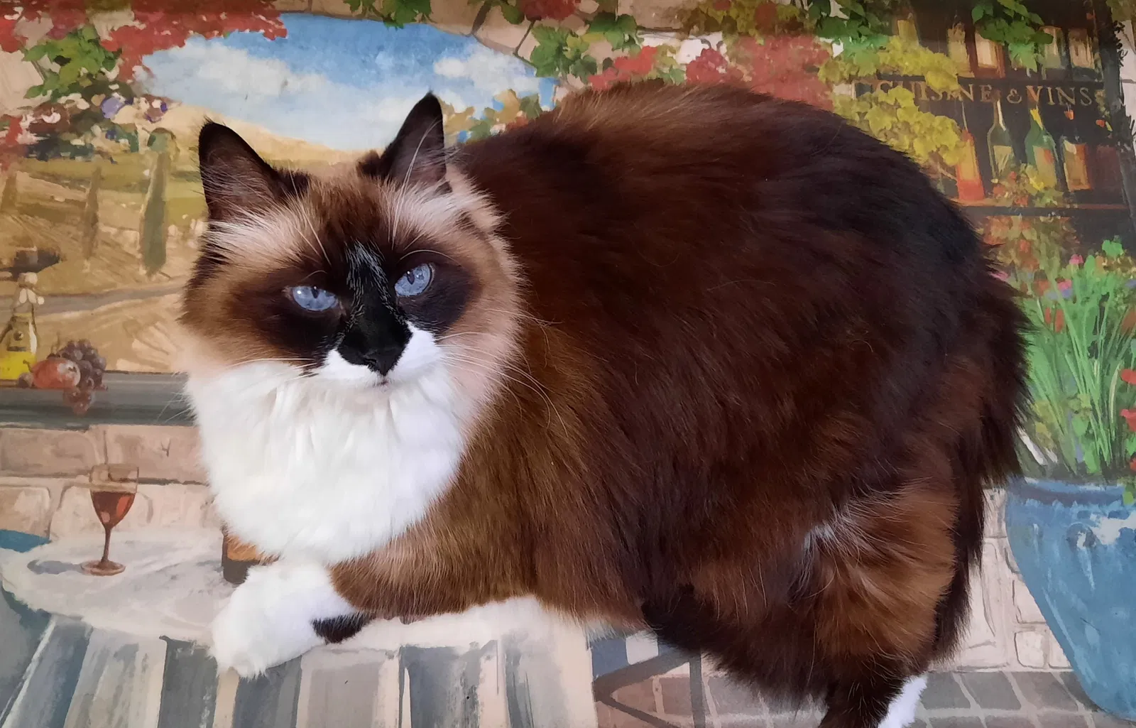 Lost cat in Vero Beach, FL, 32966
