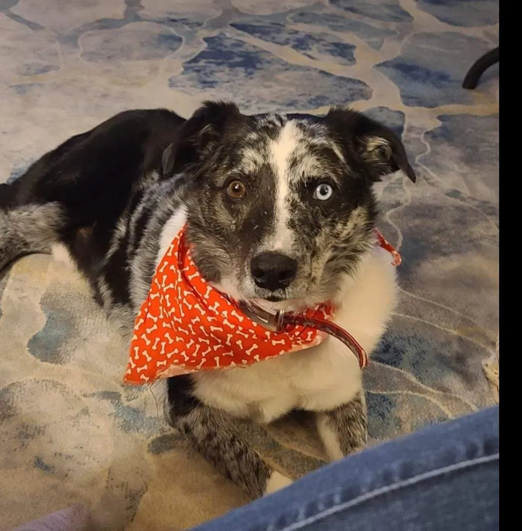 Lost dog in Mountain Grove, MO, 65711