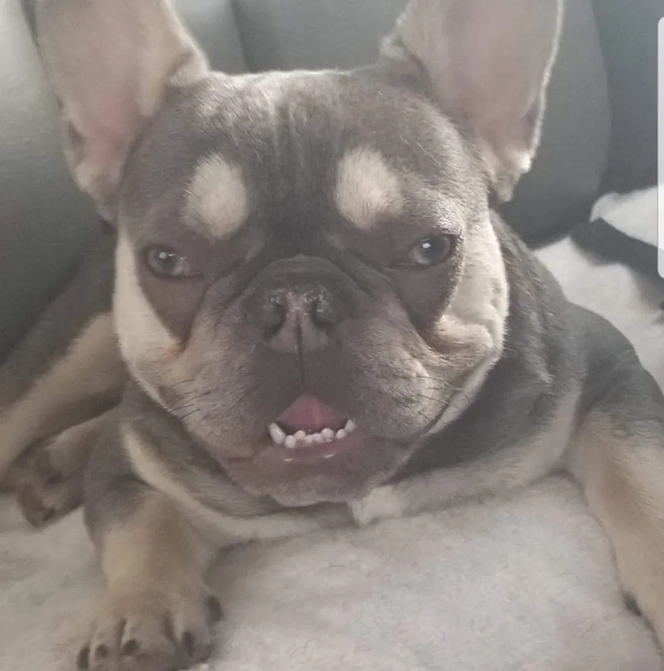 Lost dog in Denver, CO, 80233