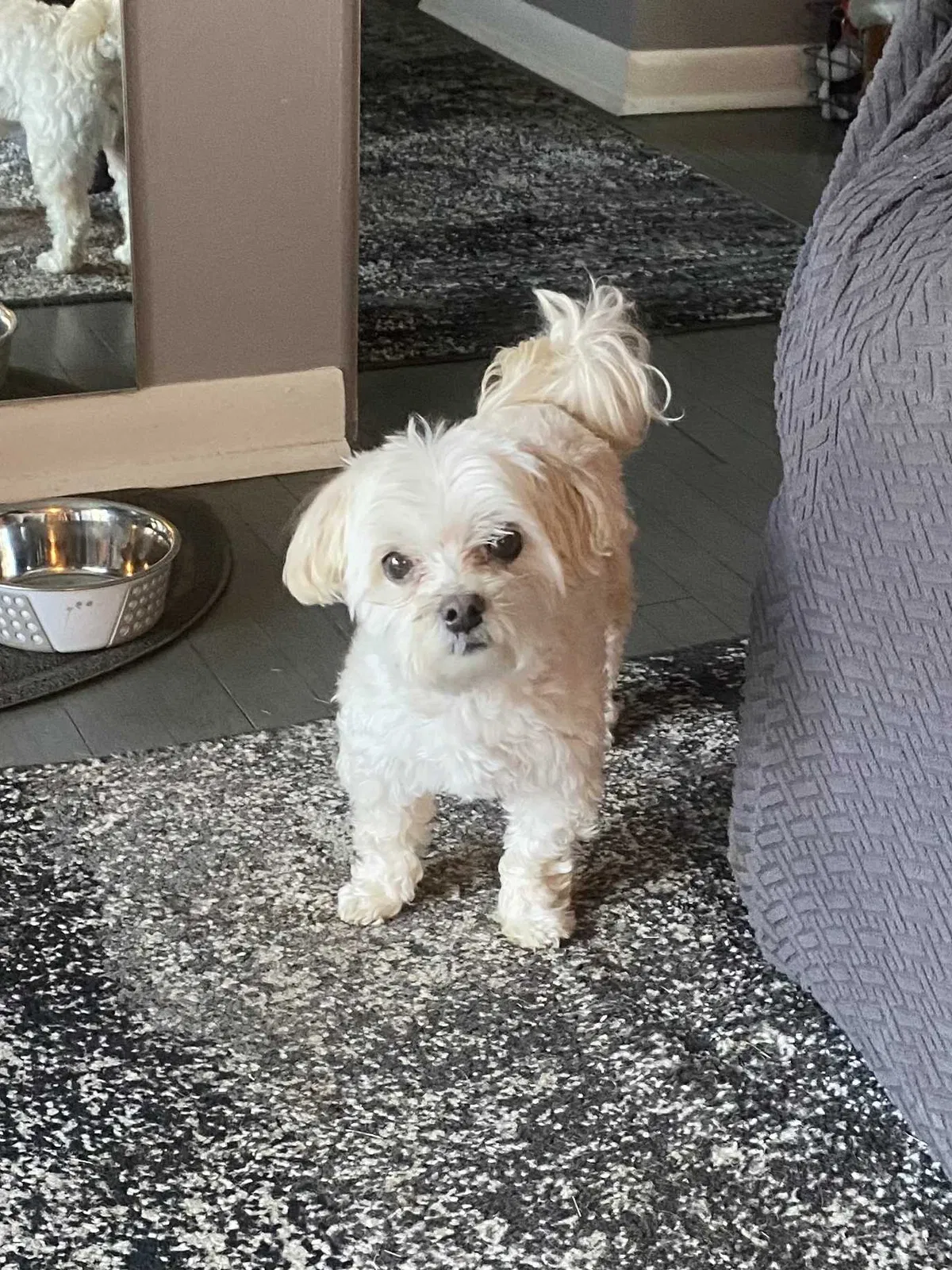 Lost dog in Sutersville, PA, 15083
