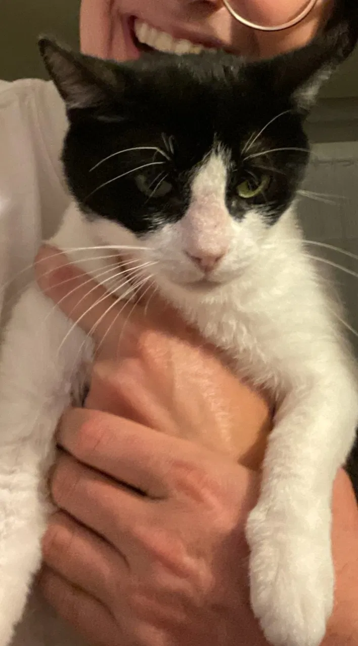 Lost cat in Long Beach, CA, 90806