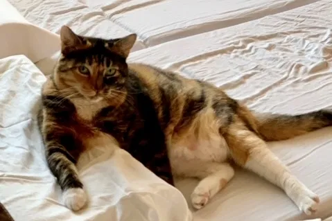 Lost cat in Elizaville, NY, 12523