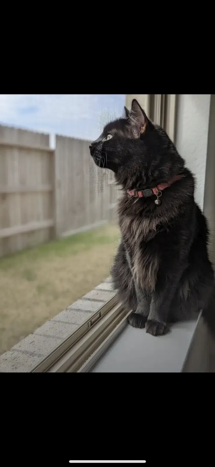 Lost cat in Cypress, TX, 77433