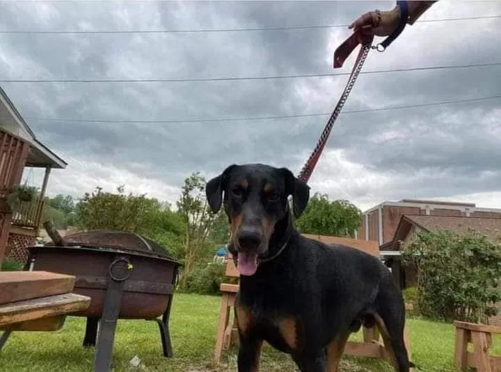 Lost dog in Bryson City, NC, 28713