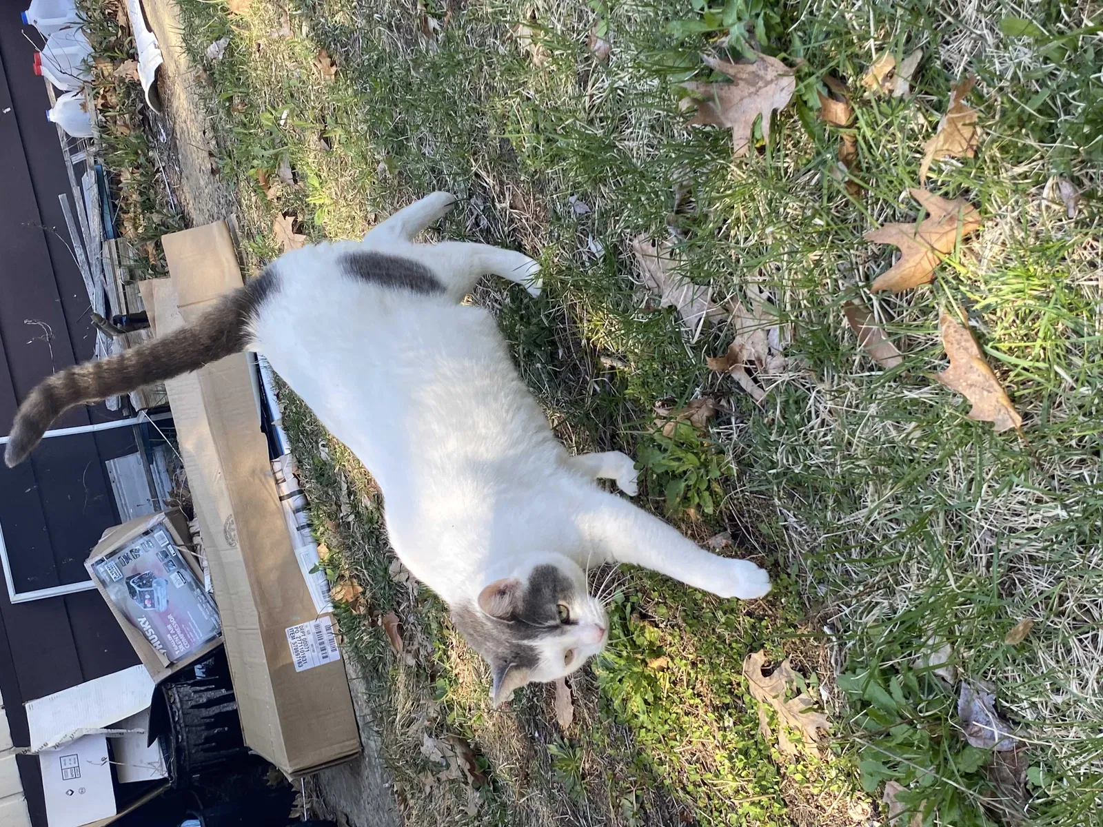 Lost cat in Belmont, NH, 3220