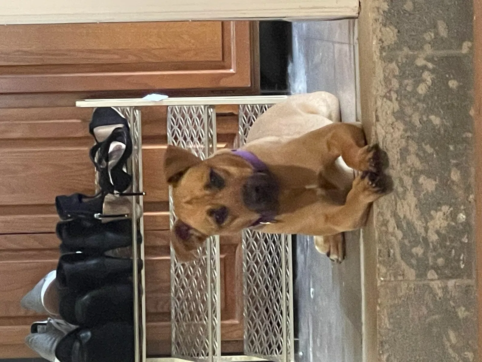 Lost dog in Tucker, GA, 30084