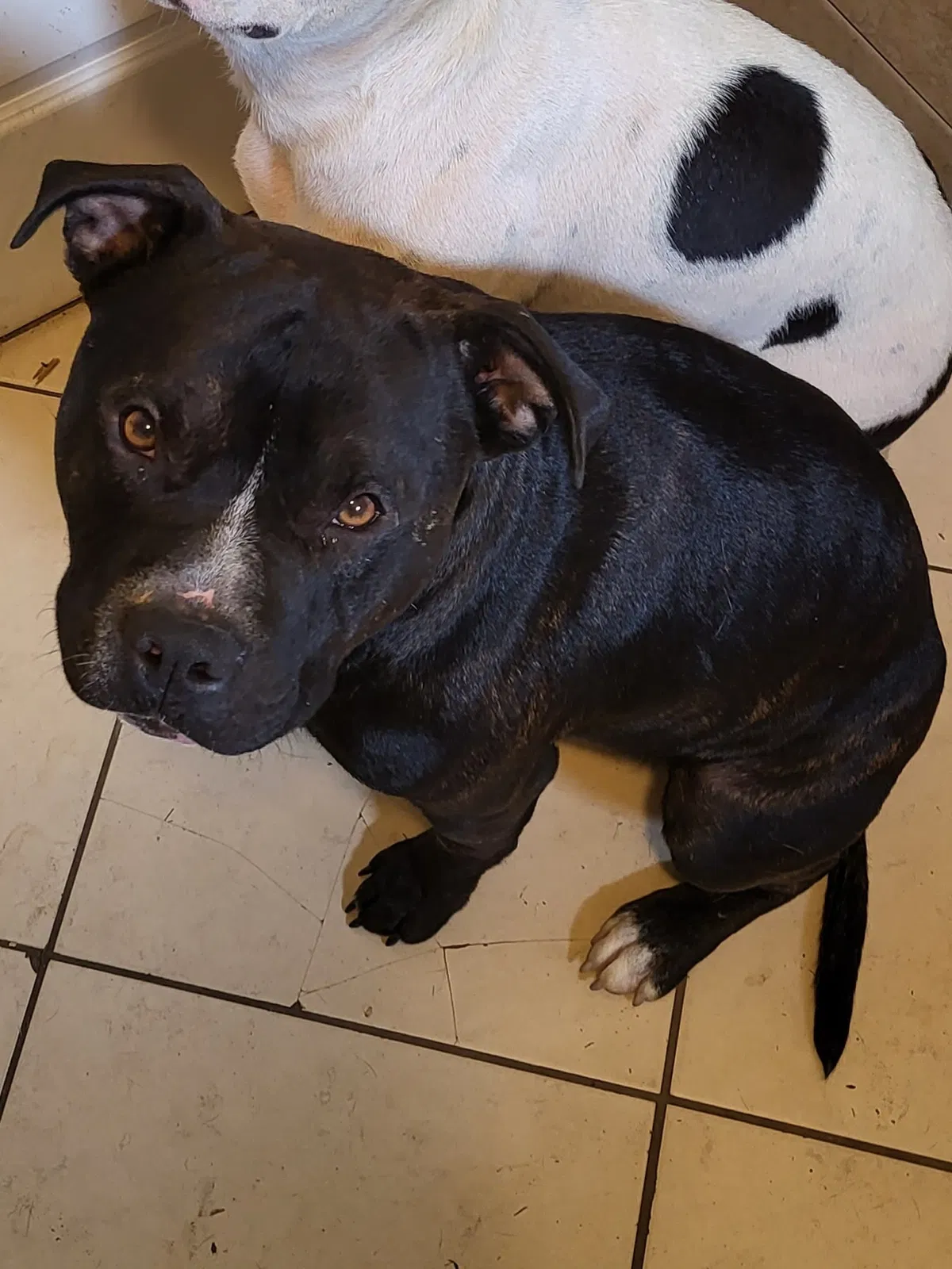 Lost dog in Columbus, OH, 43213