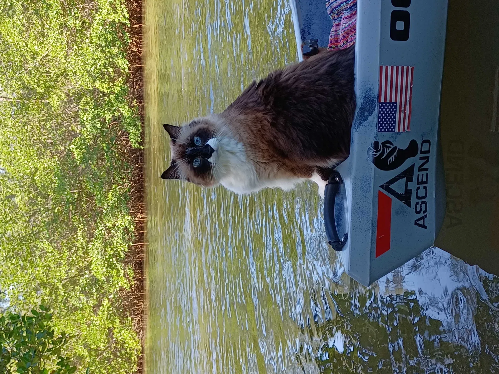 Lost cat in Vero Beach, FL, 32966