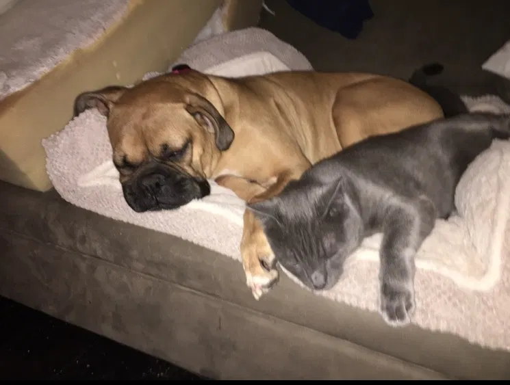 Lost cat in Napa, CA, 94558