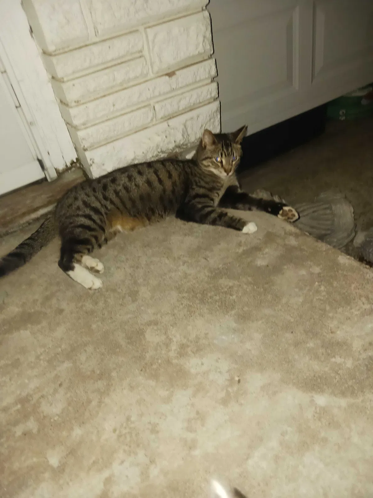 Lost cat in Springfield, MO, 65803