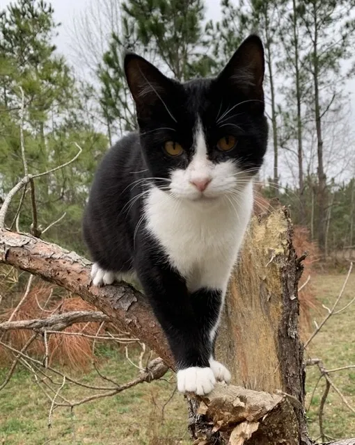 Lost cat in Fayetteville, NC, 28303