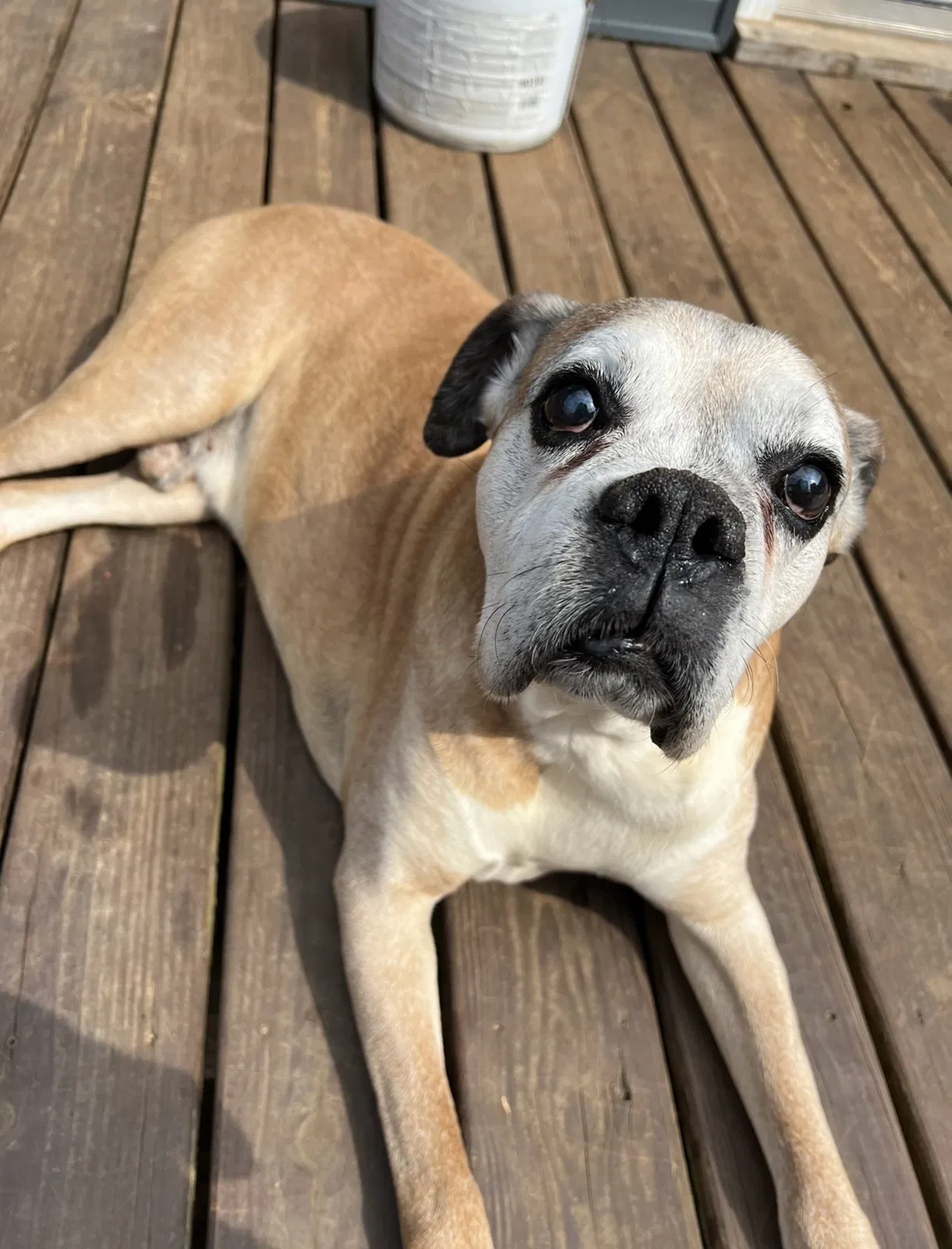 Lost dog in Knoxville, TN, 37918