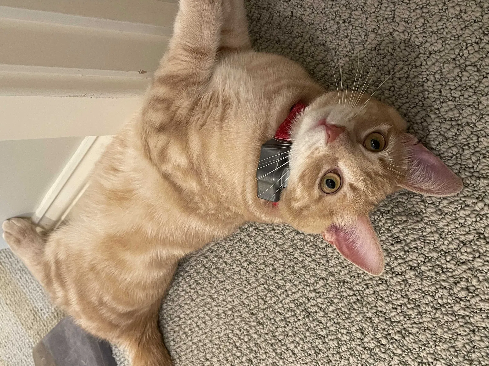 Lost cat in Wellesley Hills, MA, 2481