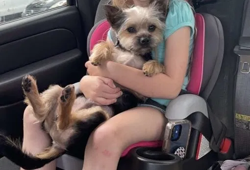 Lost dog in Spring, TX, 77373