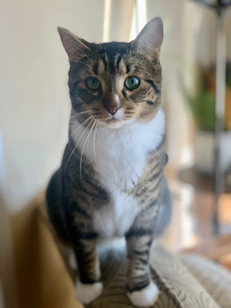 Lost cat in Big Lake, MN, 55309