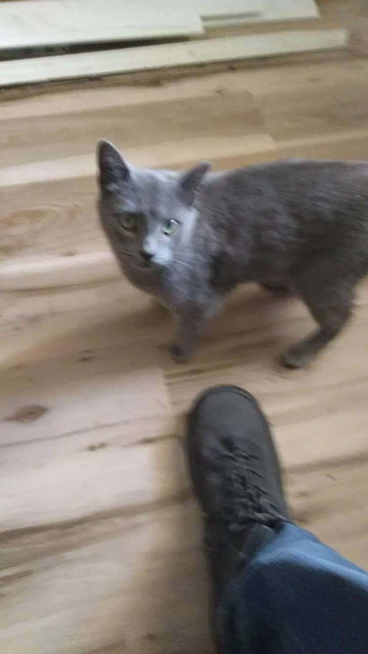 Lost cat in Dallas, NC, 28034