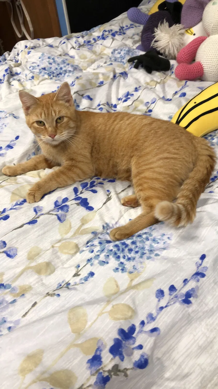 Lost cat in Andover, MN, 55304