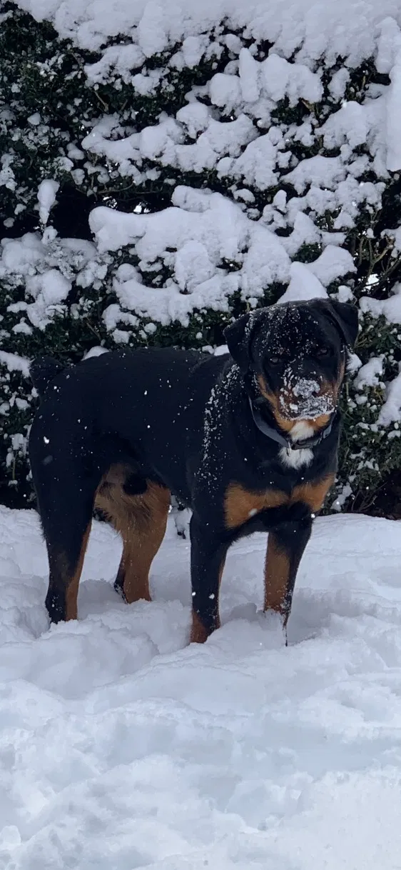 Lost dog in Kingston, TN, 37763