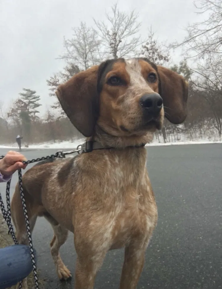 Lost dog in Lexington, NC, 27292