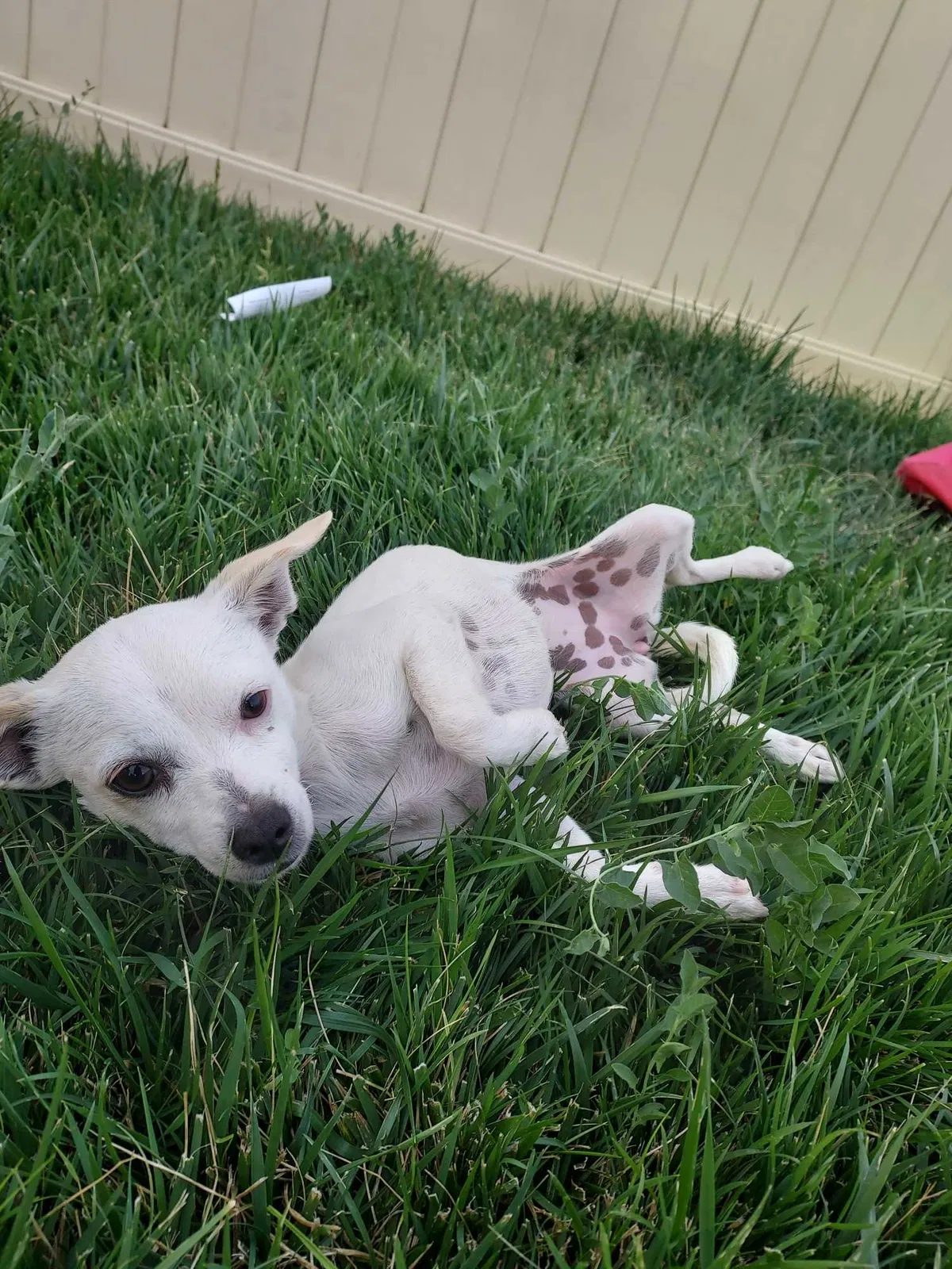 Lost dog in Beaumont, CA, 92223