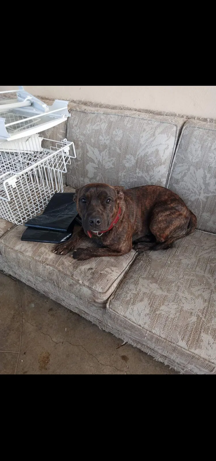 Lost dog in Sacramento, CA, 95824