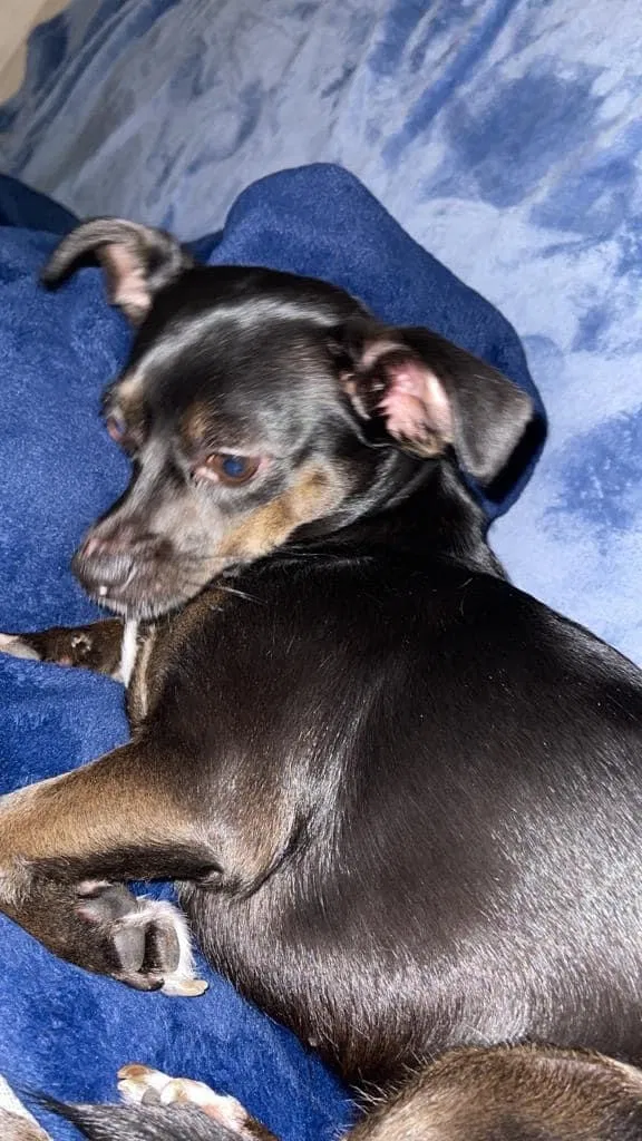 Lost dog in Alexandria, VA, 22305