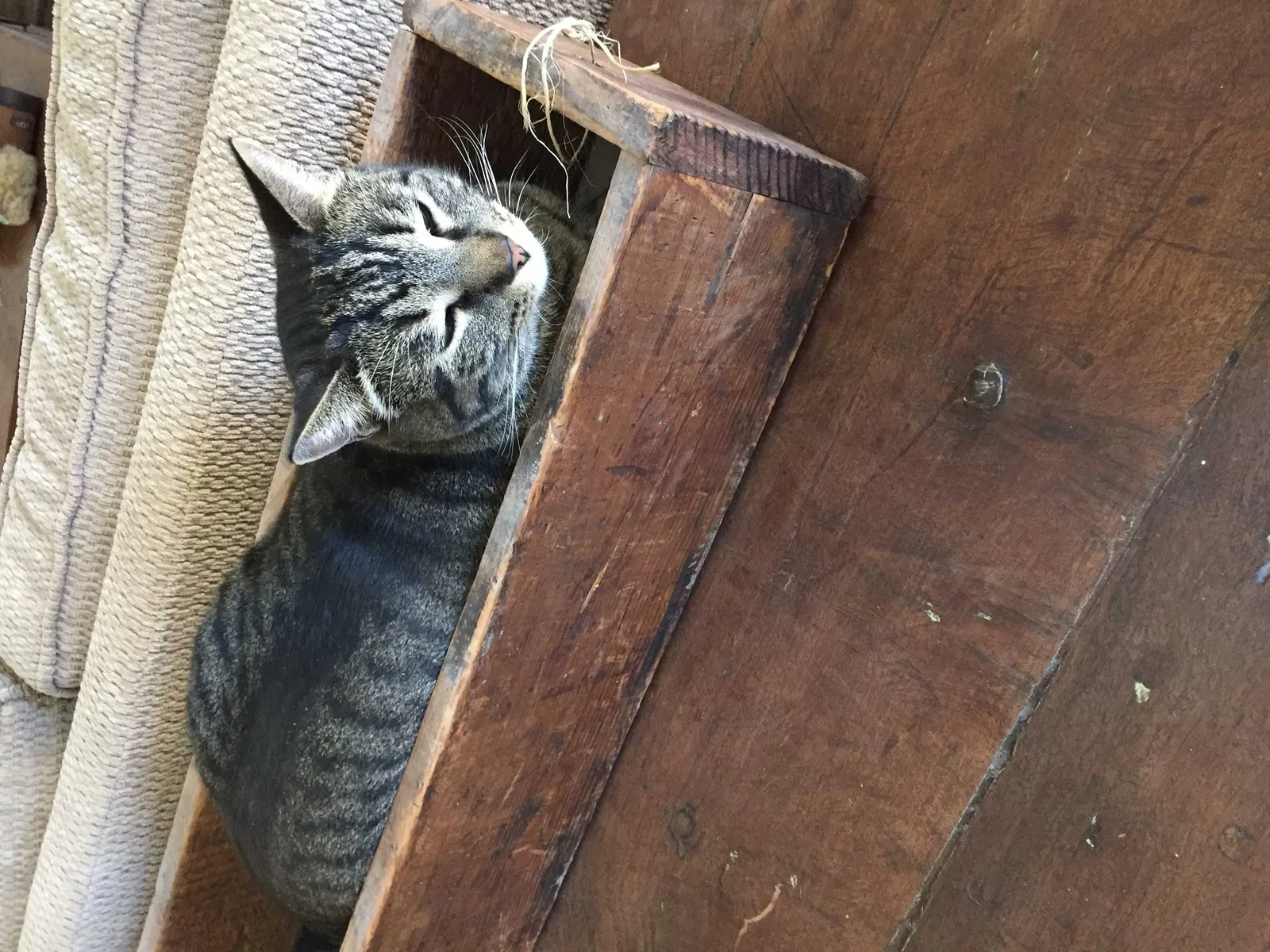 Lost cat in Tucson, AZ, 85715