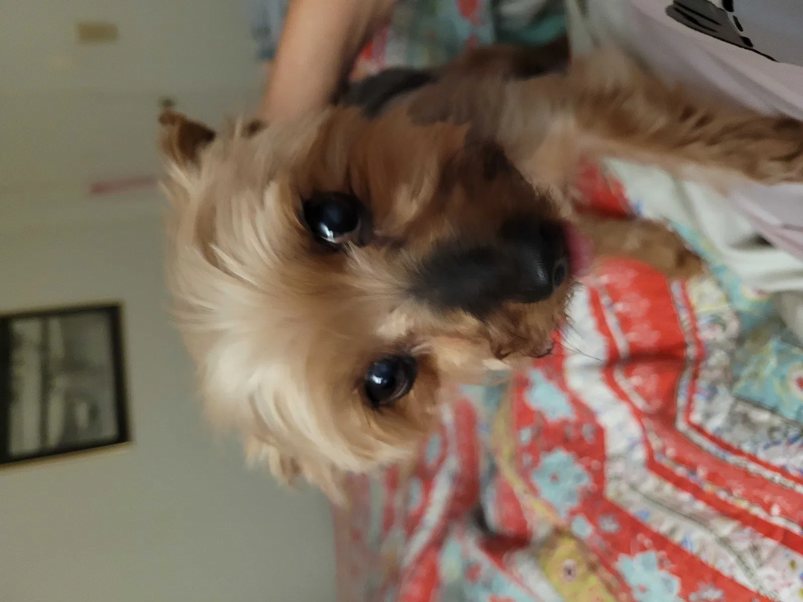 Lost dog in Sapulpa, OK, 74066