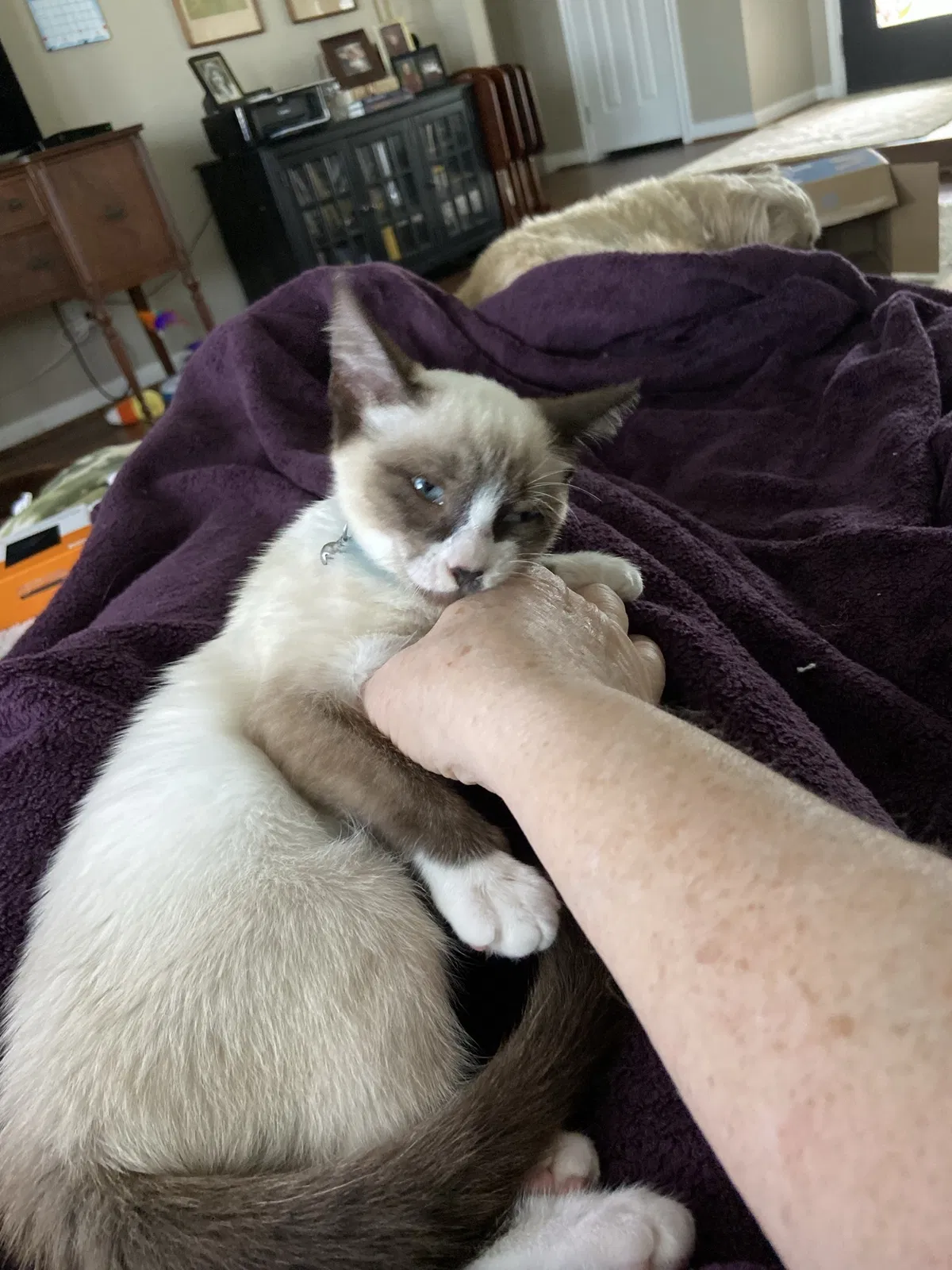 Lost cat in League City, TX, 77573