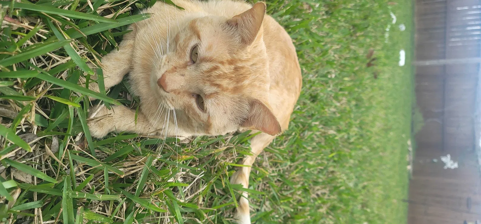Lost cat in Houston, TX, 77034