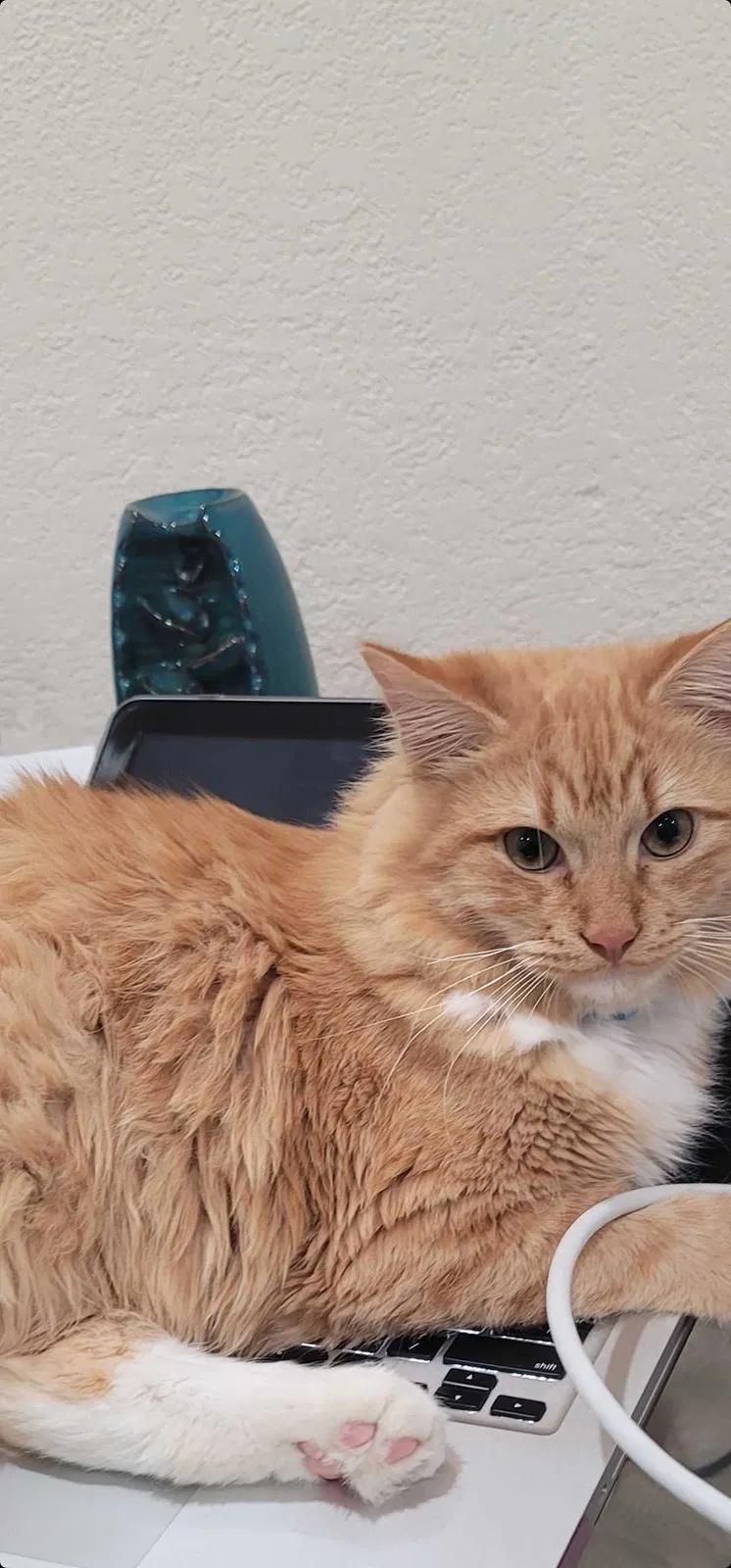 Lost cat in Houston, TX, 77034