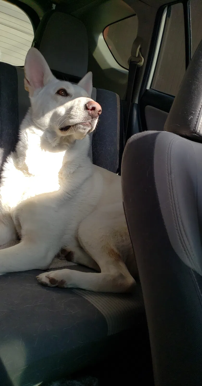 Lost dog in Newport, KY, 41071