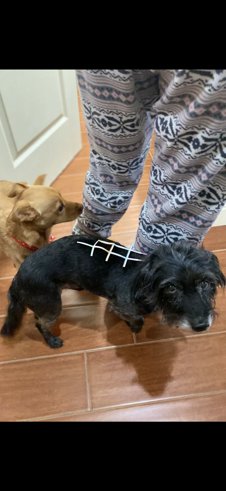 Lost dog in Fresno, CA, 93721