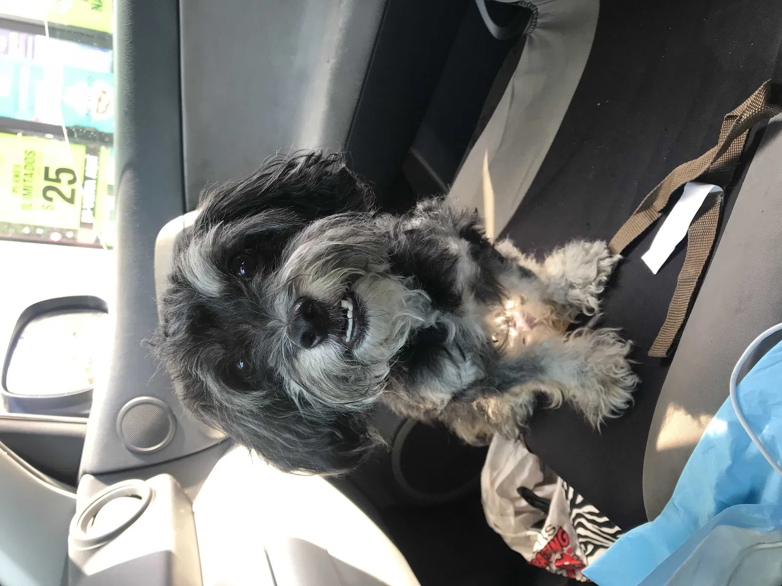 Found dog in Montebello, CA, 90640