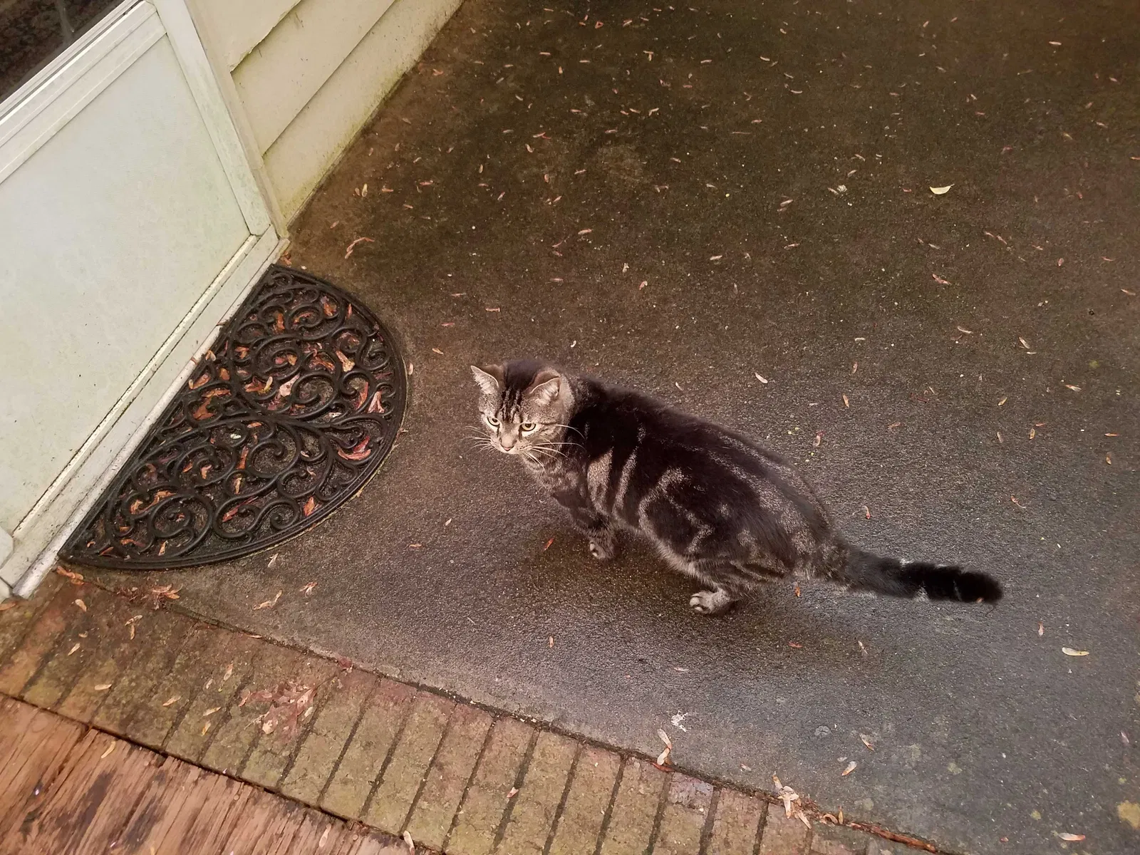 Lost cat in Roswell, GA, 30076