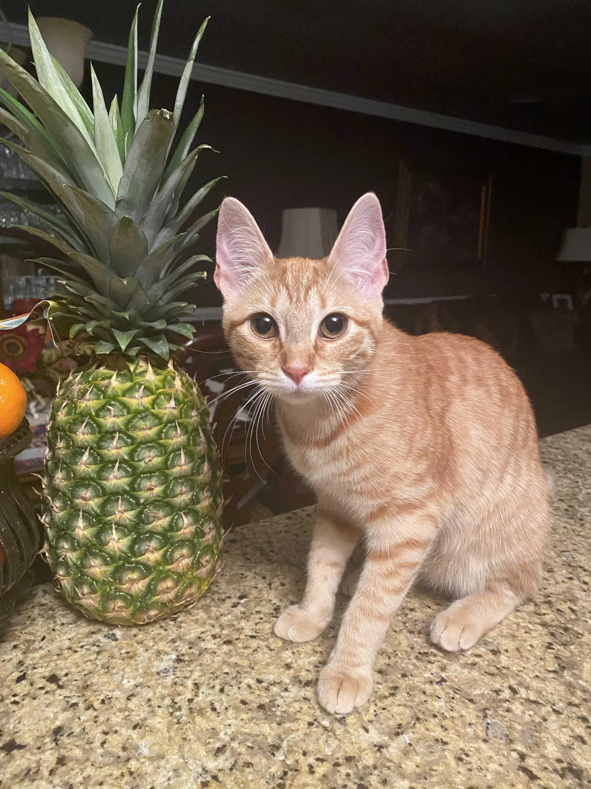 Lost cat in Matthews, NC, 28104