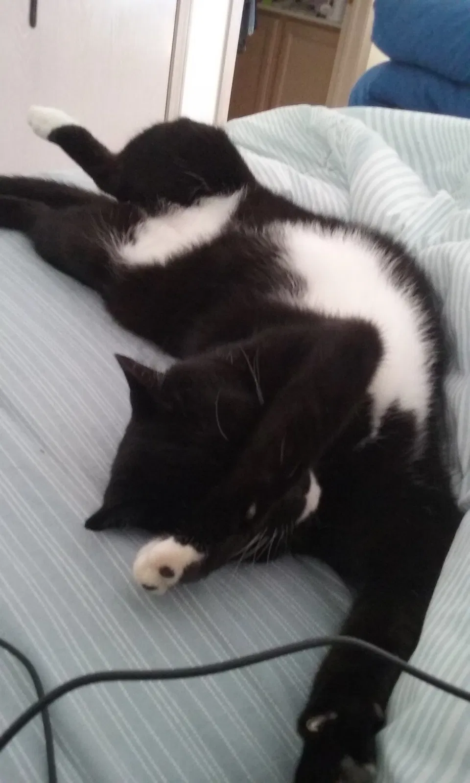 Lost cat in Columbus, OH, 43223