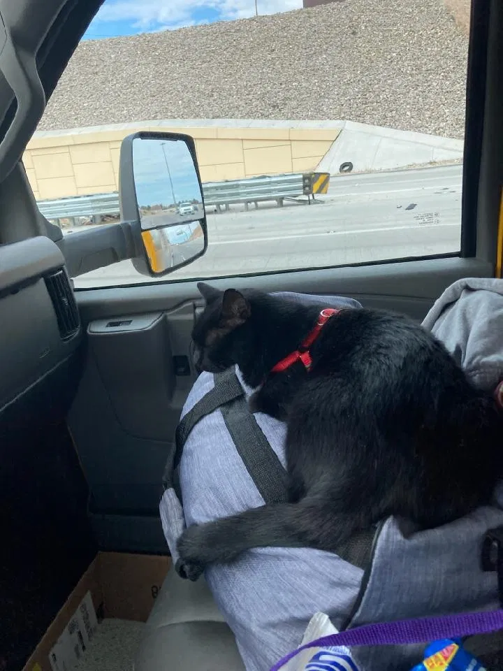 Lost cat in Albany, GA, 31707