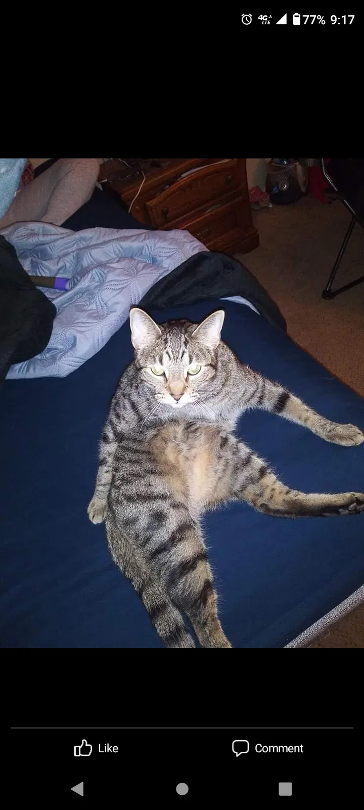 Lost cat in Youngstown, OH, 44512