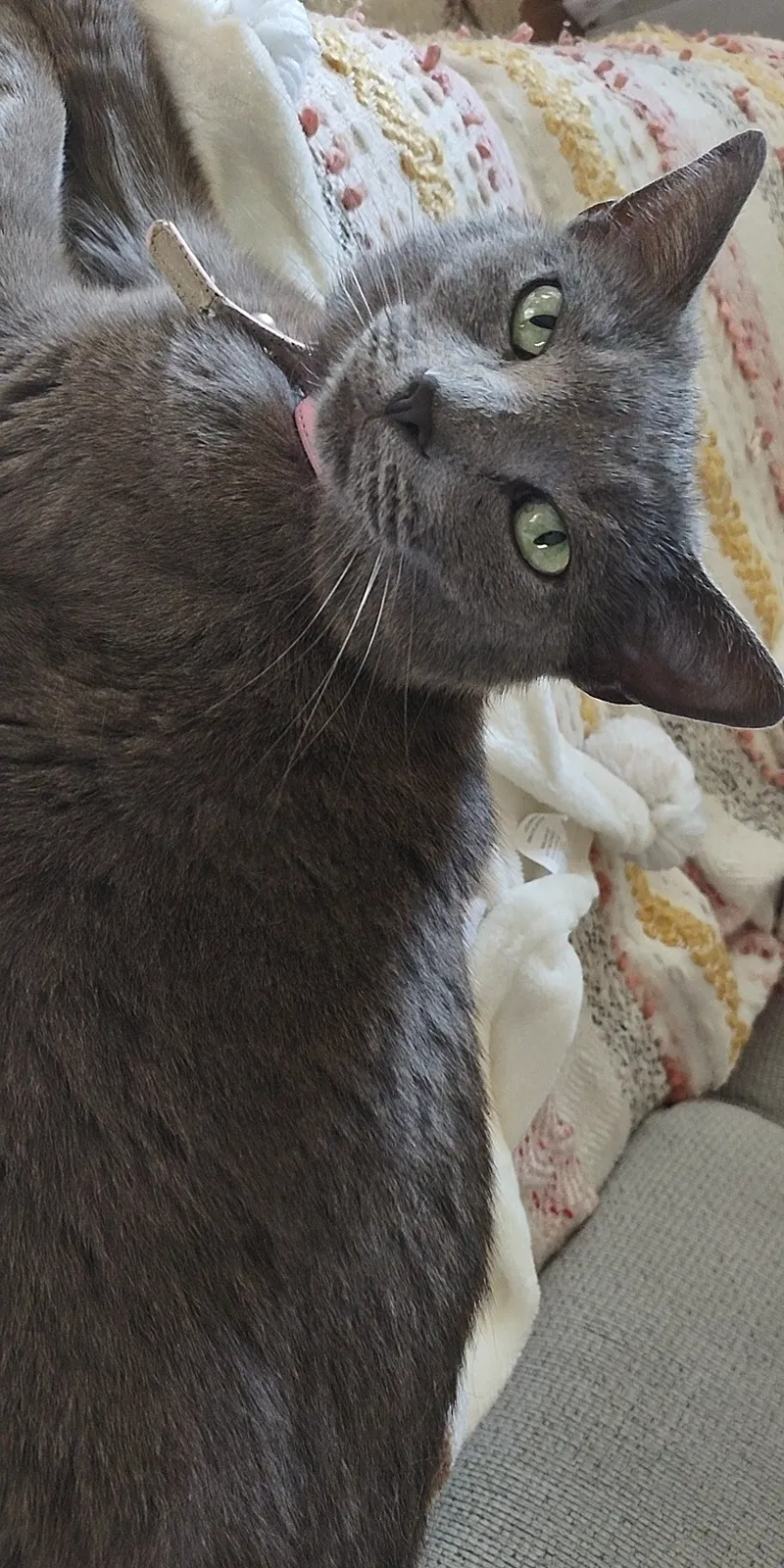Lost cat in Fairborn, OH, 45324