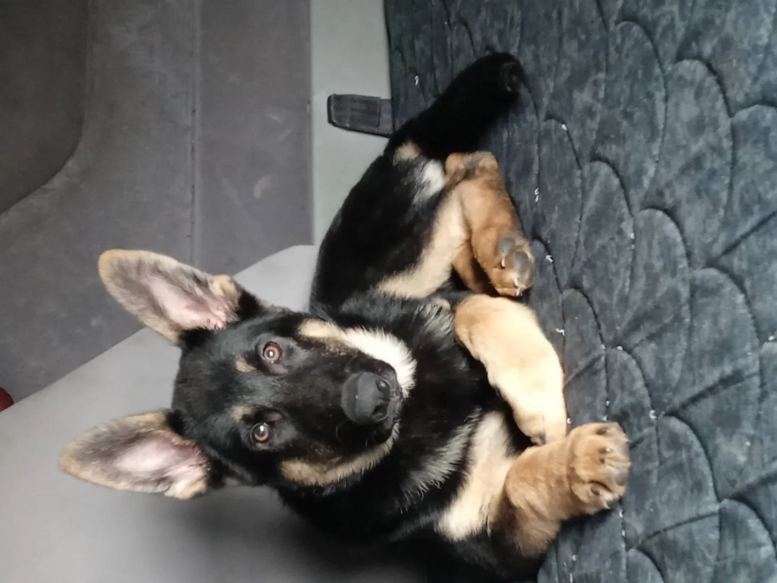 Lost dog in Canton, OH, 44702