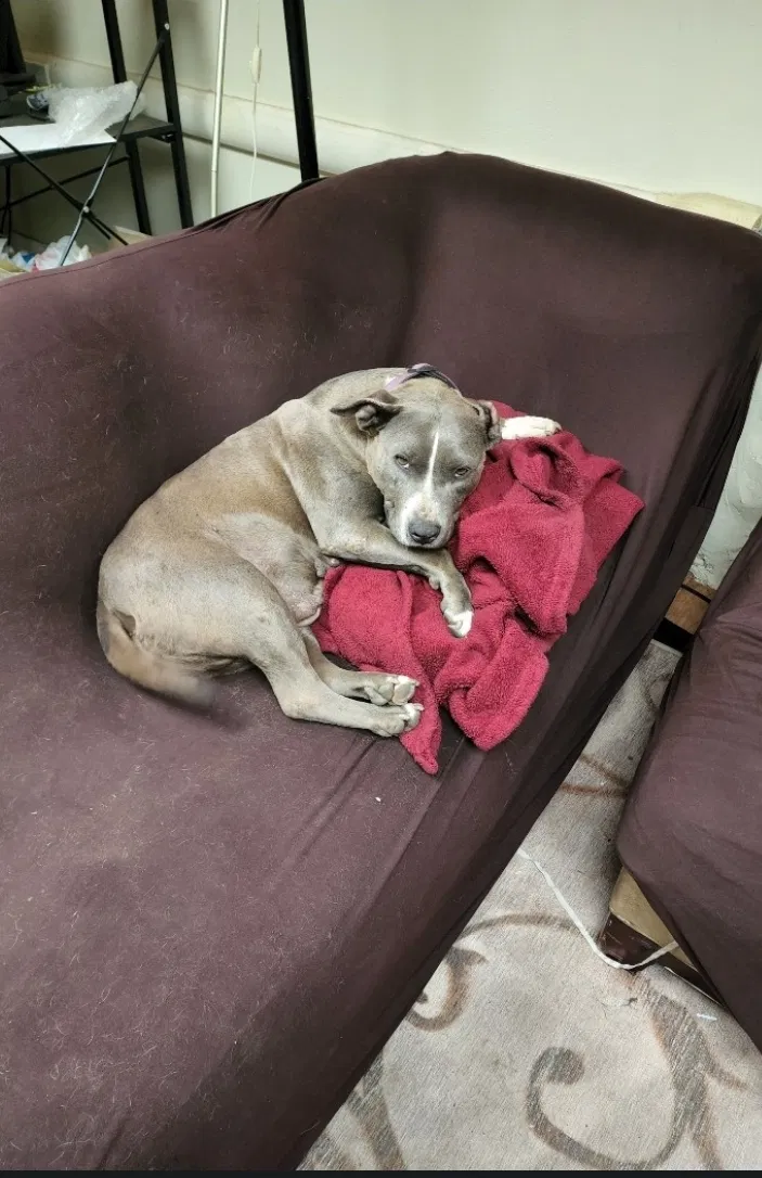 Lost dog in Detroit, MI, 48221